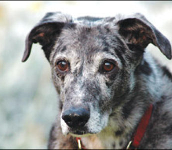 Hört Ihr alter Hund nicht mehr?