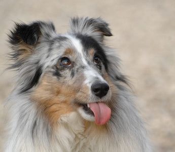 10 beliebte Mythen über Hundeernährung