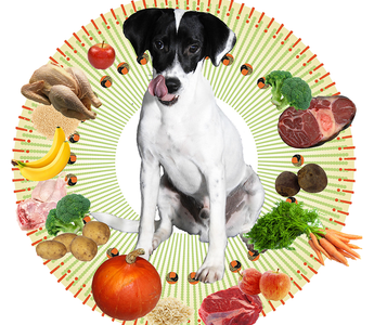 Warum Futter mit wenigen Inhaltsstoffen besser ist