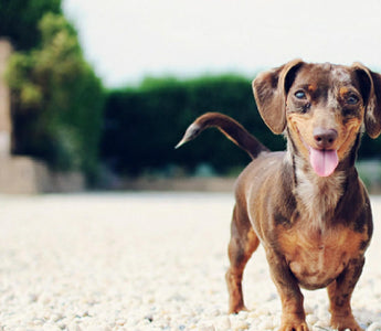 Bekommt Ihr Hund ausreichend Zink?