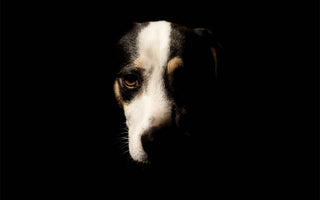 Ein gesunder Darm bewirkt auch beim Hund viel mehr als „nur“ eine gesunde Verdauung