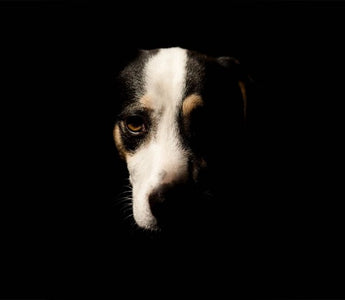 Ein gesunder Darm bewirkt auch beim Hund viel mehr als „nur“ eine gesunde Verdauung