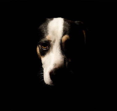 Ein gesunder Darm bewirkt auch beim Hund viel mehr als „nur“ eine gesunde Verdauung