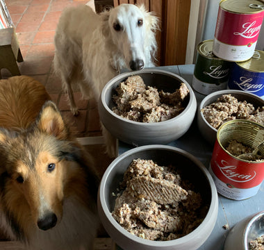 Was gesunde Hunde brauchen