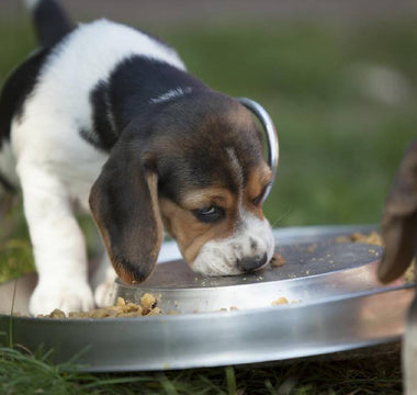 Kohlenhydrate sind Nervennahrung – auch für Hunde