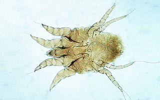 Milben (Ektoparasiten)