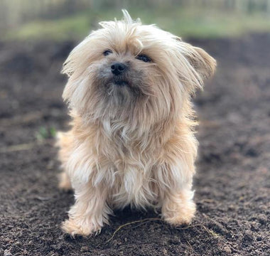 Warum ein gesunder Darm so wichtig ist