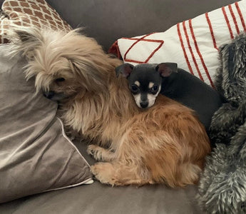 Giardien – Quälgeister im Darm