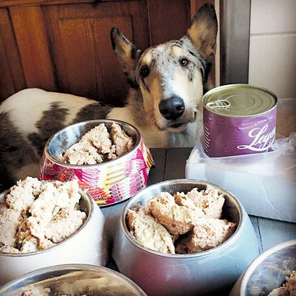 10 Mythen ber Hundeernhrung  Leyen Hundefutter