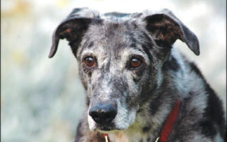 Hört Ihr alter Hund nicht mehr?