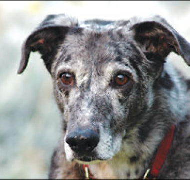 Hört Ihr alter Hund nicht mehr?