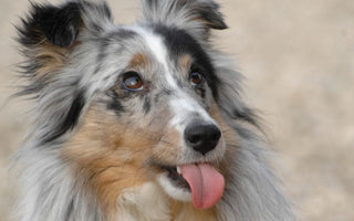 10 beliebte Mythen über Hundeernährung