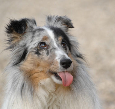 10 beliebte Mythen über Hundeernährung