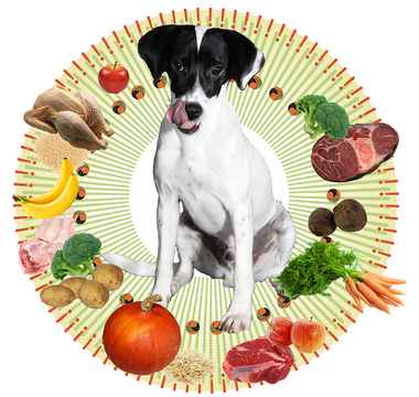 Warum Futter mit wenigen Inhaltsstoffen besser ist