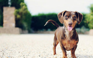 Bekommt Ihr Hund ausreichend Zink?