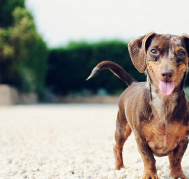 Bekommt Ihr Hund ausreichend Zink?