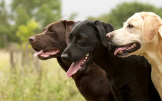 Zucht und Mode: Braune Labrador-Retriever leiden vermehrt unter Krankheiten und sterben früher