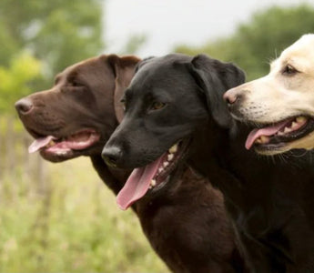 Zucht und Mode: Braune Labrador-Retriever leiden vermehrt unter Krankheiten und sterben früher