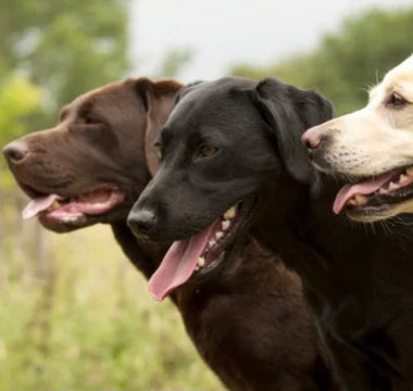 Zucht und Mode: Braune Labrador-Retriever leiden vermehrt unter Krankheiten und sterben früher