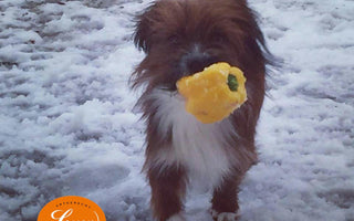 „Du bist, was du isst“ gilt auch für Hunde