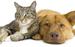 Homöopathische Notfall-Apotheke für Hunde