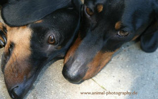 Immer noch akut: Die Leptospirose