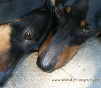 Immer noch akut: Die Leptospirose