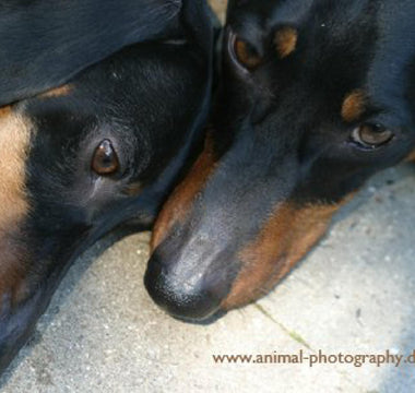 Immer noch akut: Die Leptospirose