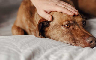 Lebererkrankung beim Hund