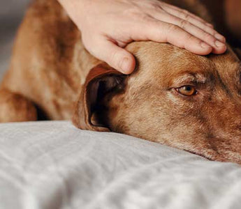 Lebererkrankung beim Hund