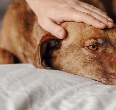Lebererkrankung beim Hund