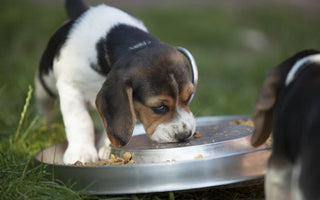 Kohlenhydrate sind Nervennahrung – auch für Hunde