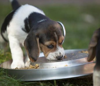 Kohlenhydrate sind Nervennahrung – auch für Hunde