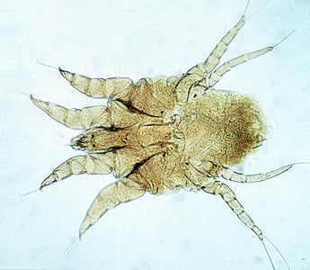Milben (Ektoparasiten)