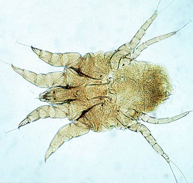 Milben (Ektoparasiten)