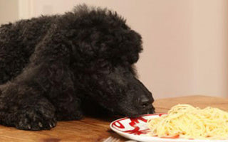 Doch kein Wolf: Die Evolution hat die Ernährung von Hunden verändert