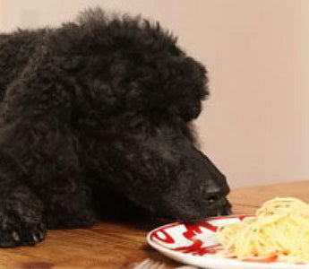 Doch kein Wolf: Die Evolution hat die Ernährung von Hunden verändert