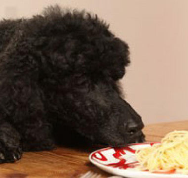 Doch kein Wolf: Die Evolution hat die Ernährung von Hunden verändert