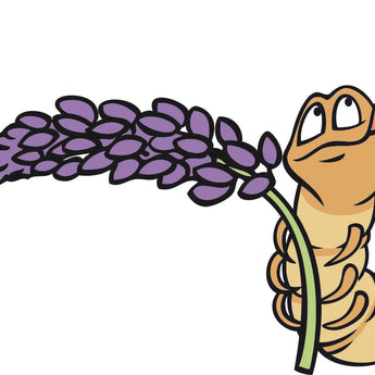 Kausnacks Vegetarisch & Insekten