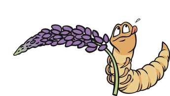 Kausnacks Vegetarisch & Insekten