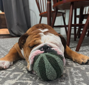 Lola die Wassermelone