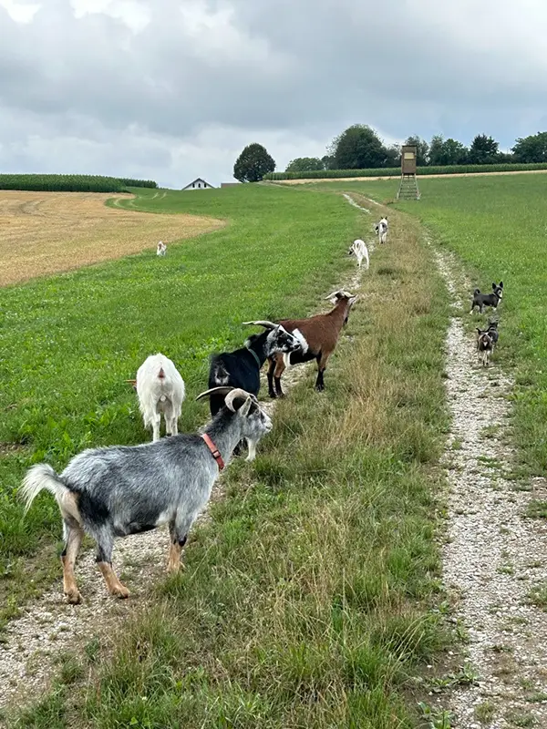 Leyen Hundefutter Gassi Ziegen Schafe about wozu das Ganze bio und gut